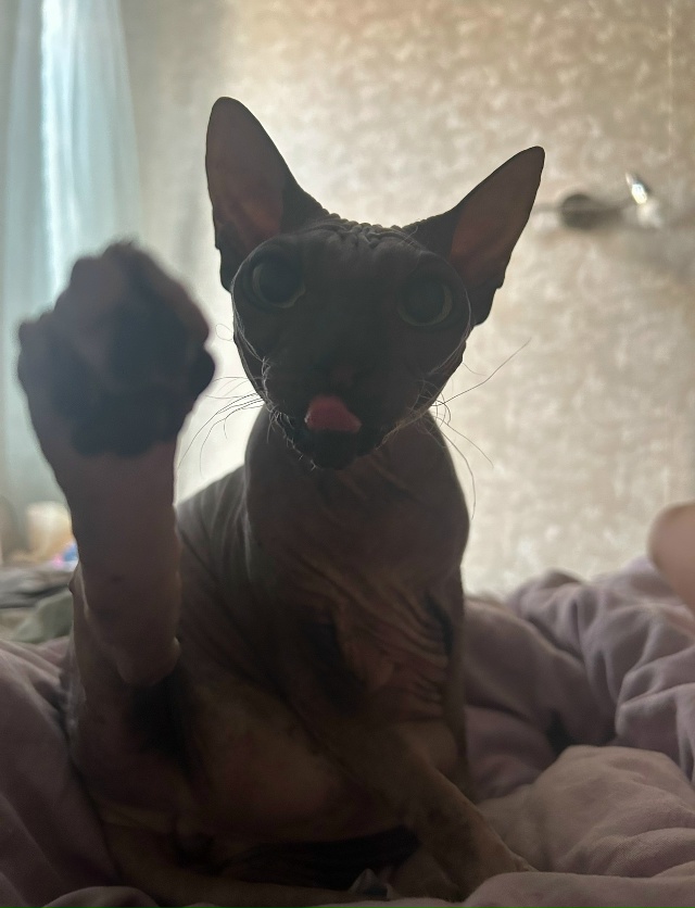 Всратые кроватные Груша ( с усами) и Киви