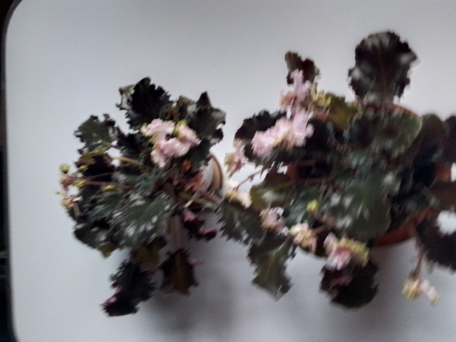 Анонимно
Продам фиалки в плошках, не требуют пересадк?...