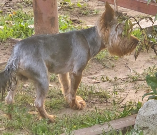 ПОТЕРЯЛСЯ НАШ ЛОККИ!СБЕЖАЛ!УЛИЦА КАЗАНСКАЯ ,121. ...