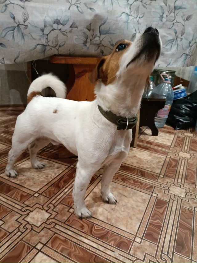 ‼️Найдена собака породы
. Джек Рассел на Садо...