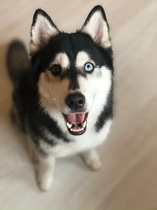 Потерялась собака!
Хаски,разноглазый(один голубой,дру?...