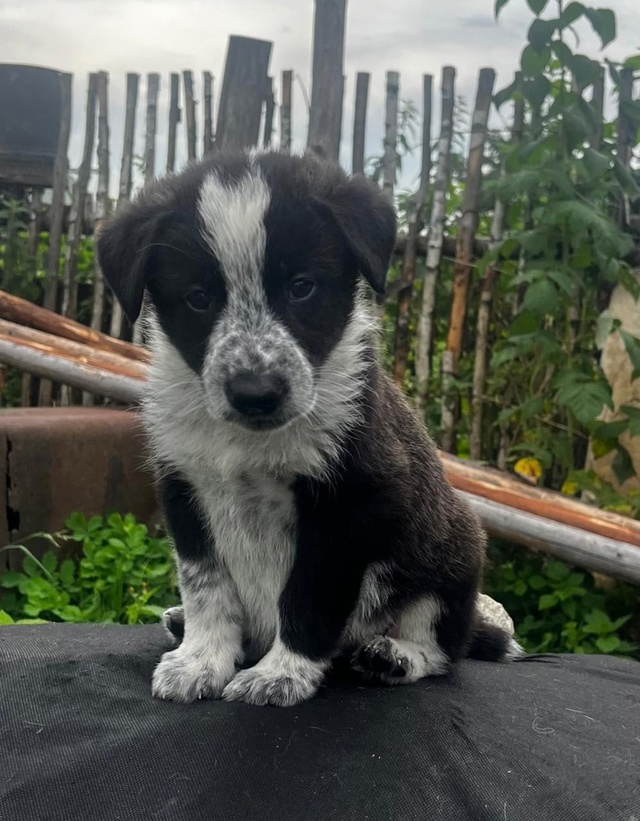 Срочно! Ищем дом малышам 🐶
Буду очень признательна, е?...