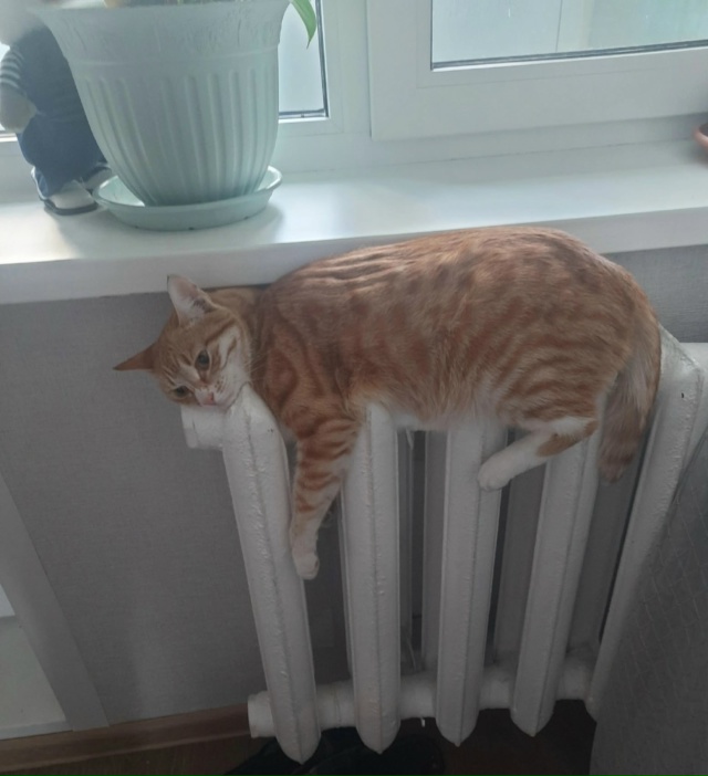 Замерз Дружок.