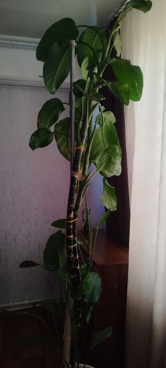 Продам, писать в л/с
Либо Вацап 89018228557