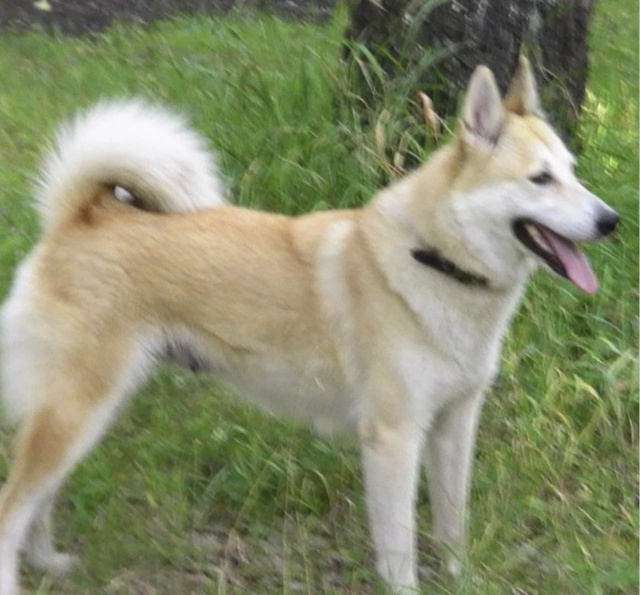 Чья лайка бегает с утра в старой части