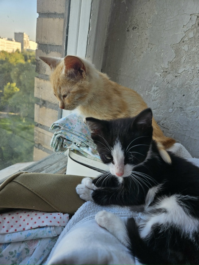 Ну штош, я считаю, что я ебанько, а мне сказали, что я с д?...