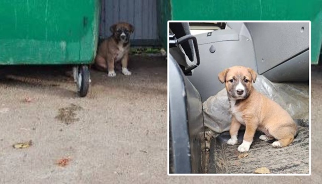 ❤ Под Пермью водитель мусоровоза спас беззубого щенка...