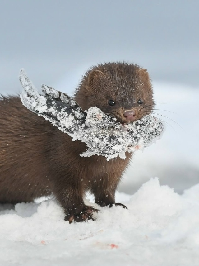 Норка — маленький, но очень умелый охотник.
Она обожа...