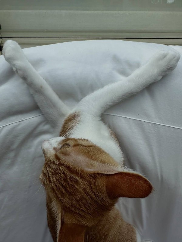 Длиннолапкенс