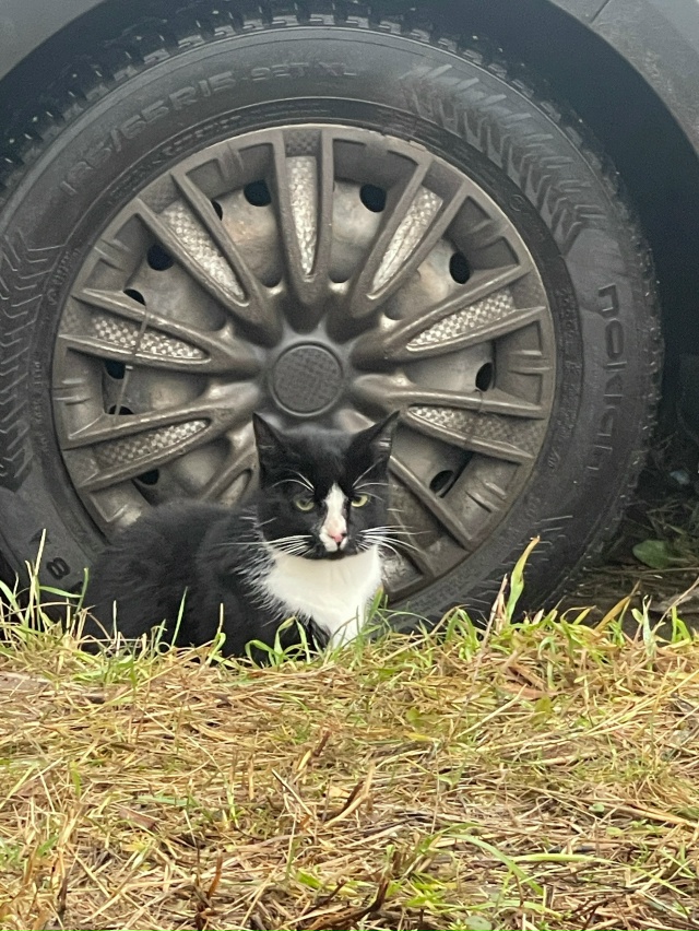 К кормушке для бездомных котиков на Чоглокова приходи?...