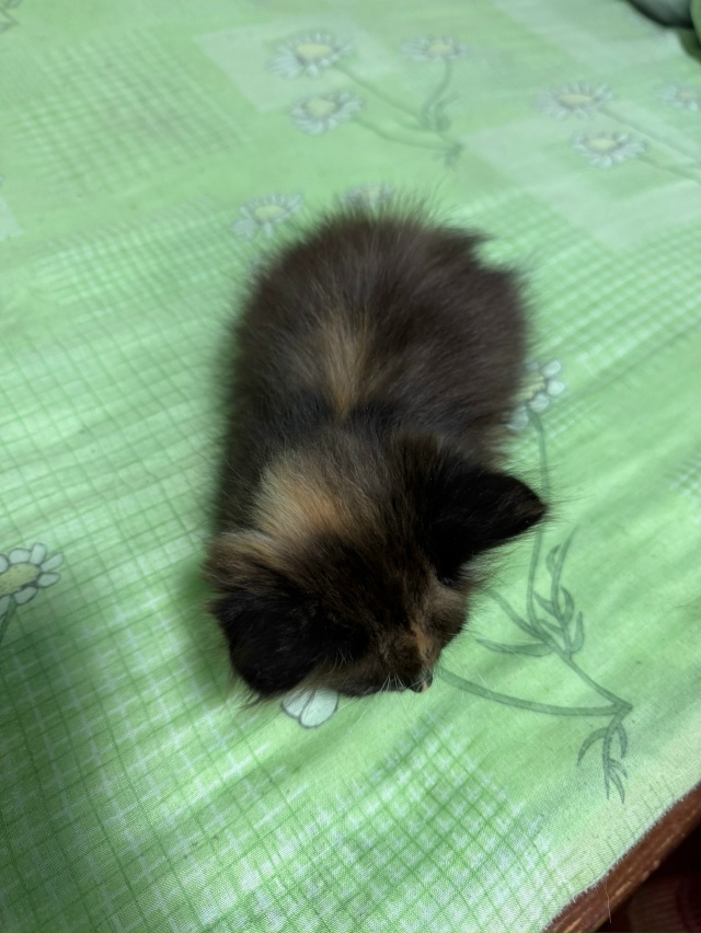 ❗Отдам котят в добрые руки❗
Ищу заботливых хозяев дл...