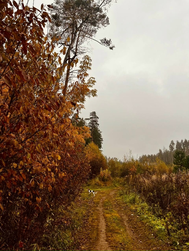 Осень в нашем лесу 🍁🍂
