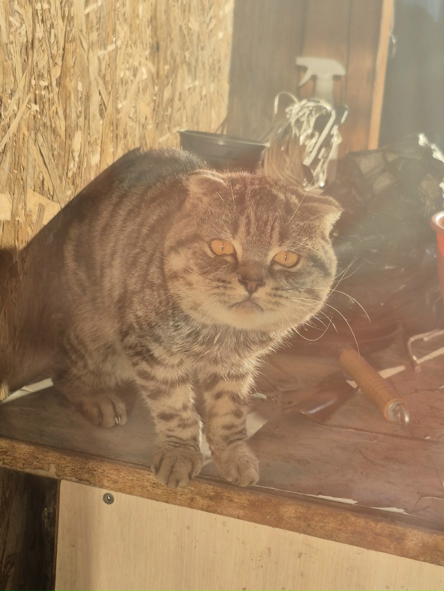 Пост для ваших животных в комменты отдам приму нашли п?...