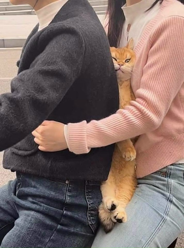 Зафиксировали, котик в безопасности, но не в комфорте...