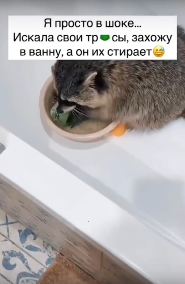 Кто же, если не енот, сможет о вас позаботиться? 🤣