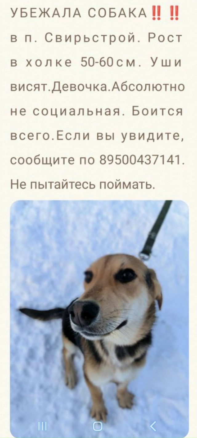 21 ноября с поселка Свирьстрой убежала собака. Девочка. ...