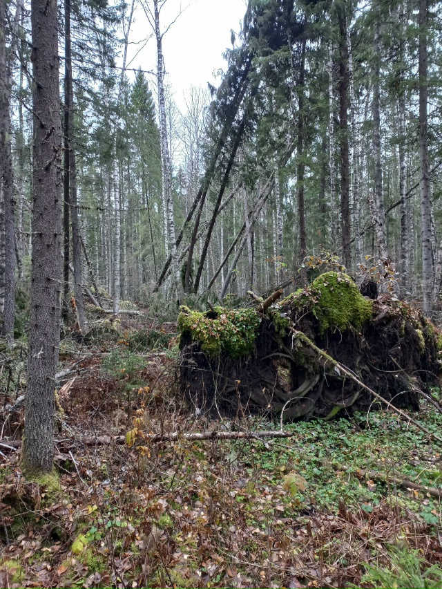 Мой компас азимут назначил:
Шагать на север через лес!
?...