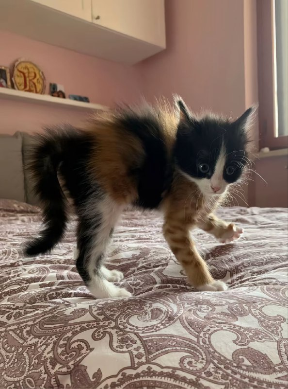 Знакомьтесь: это трёхцветная кошка по имени Китти. Она выглядит так, будто её собрали из разных коша