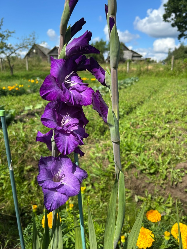 Продам гладиолусы, срезанные специально для вас . Кажд?...