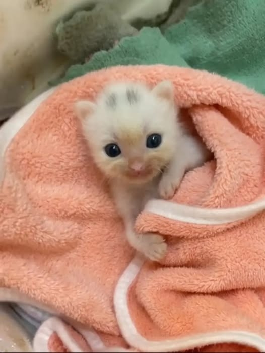 Слишком милый❤