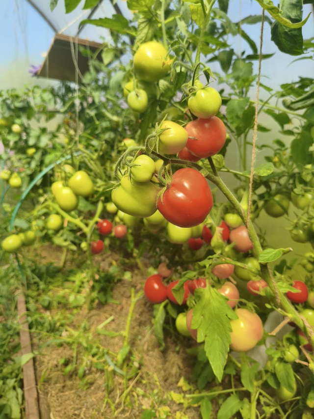 🍅 1000+ жителей города в чате Фермеры Садоводы Салавата....