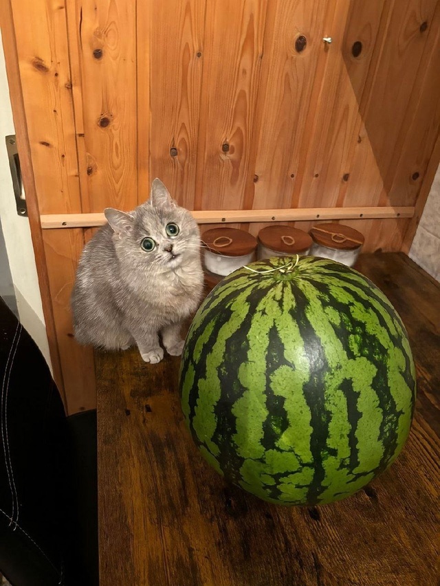 То, что вам сейчас просто необходимо увидеть — кот и ар...