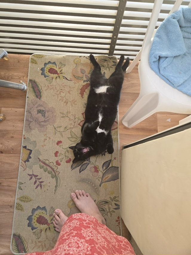 #чёрнаяхтонь греет пузо