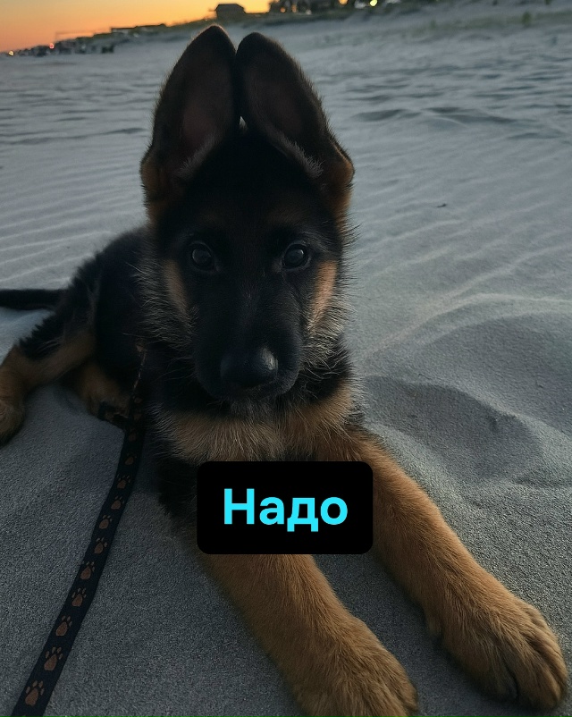 Когда миссия “охранять” внезапно сменяется на миссию...