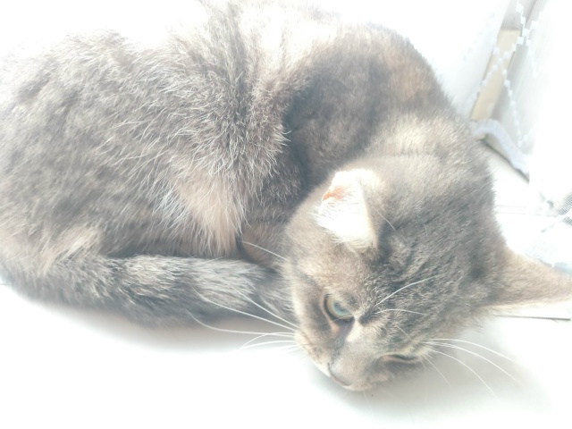 Не #мявстерская
Абрикоська
Греемся на решётке батареи ...