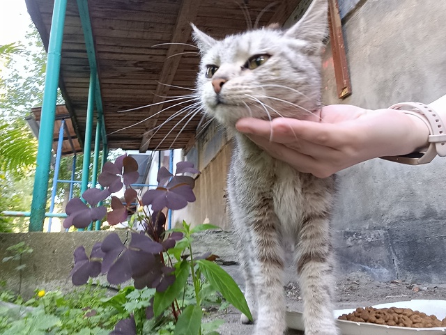 М. Горького 4, подбросили уже подросших котят (похоже э?...