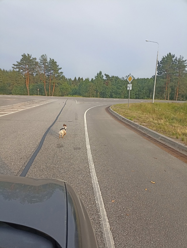 Чья потеряшка бегает у нового моста?