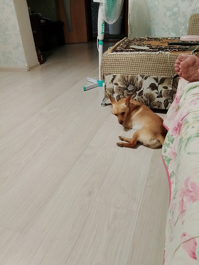 Пропал, может кто видел или приютил. Ул. Комсомольская
...