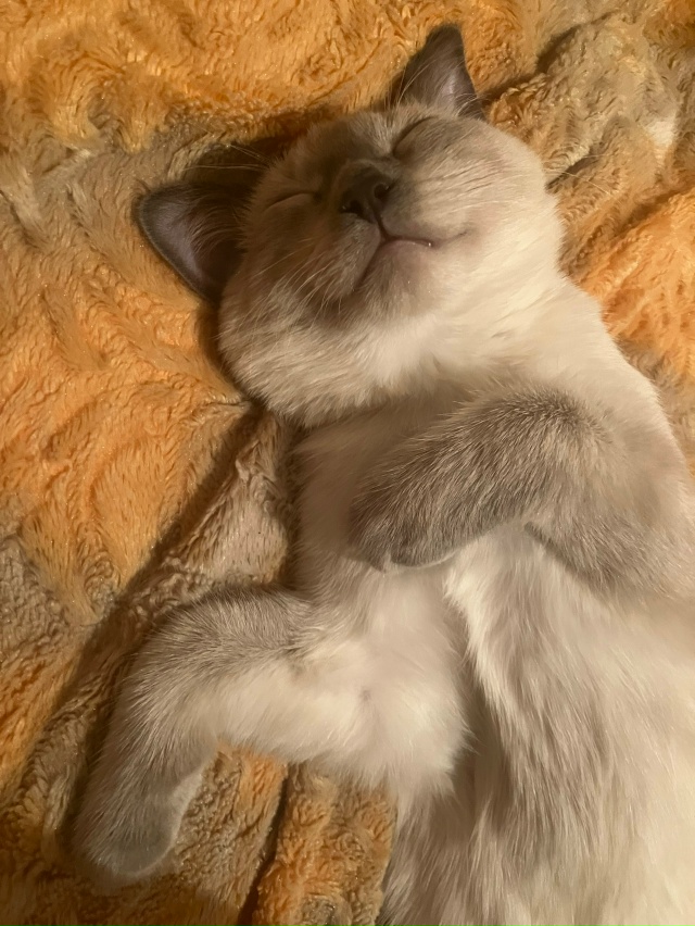 Потягушечный Максюха🐈❤