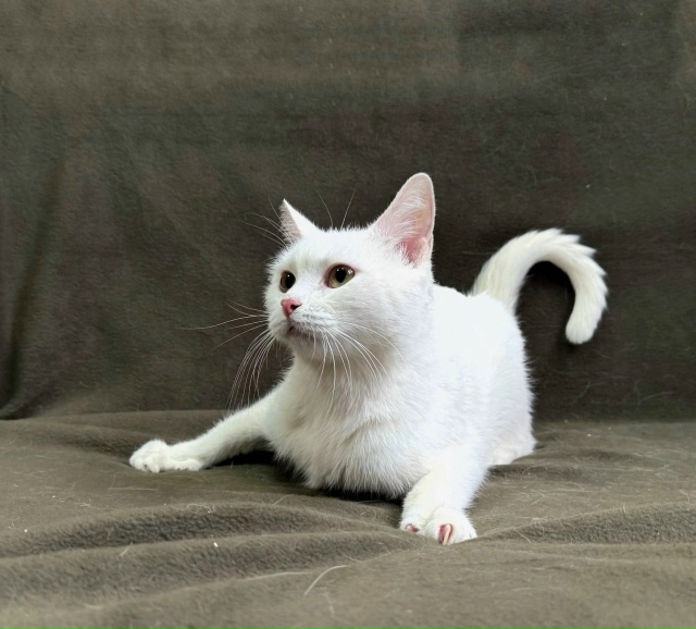 Г. Можайск, Г. Наро-Фоминск,МО
Рады Вам представить наши...