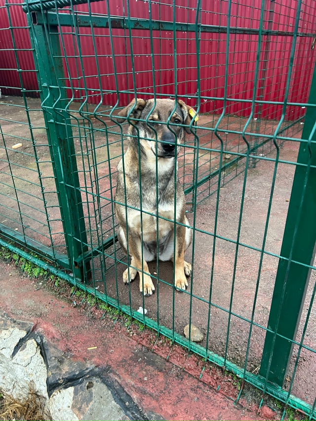 🐕Вот такая я красавица, не маленькая 19 кг)) 😉Буду хоро...