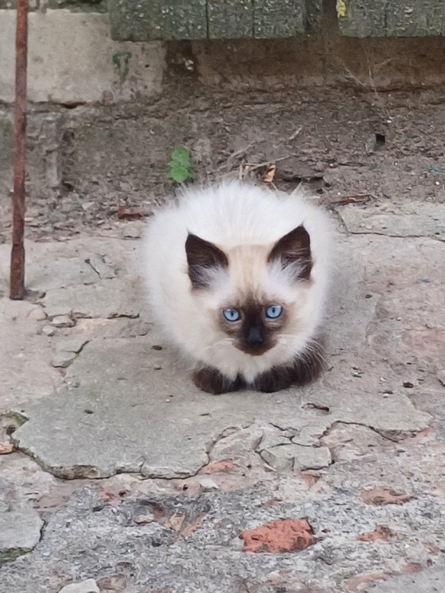 Кошечку в добрые руки.