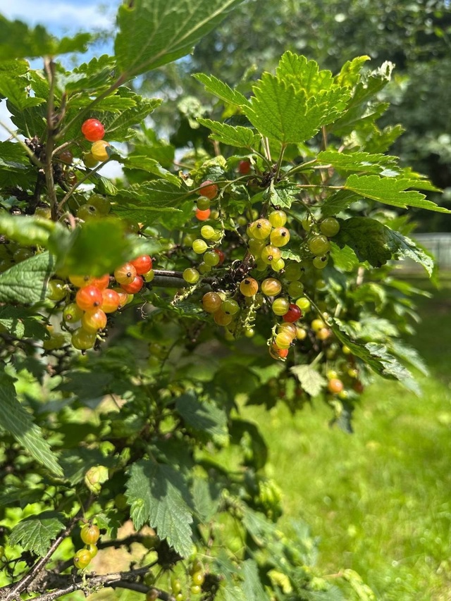 Сочные кадры из усадьбы Горки Ленинские ?