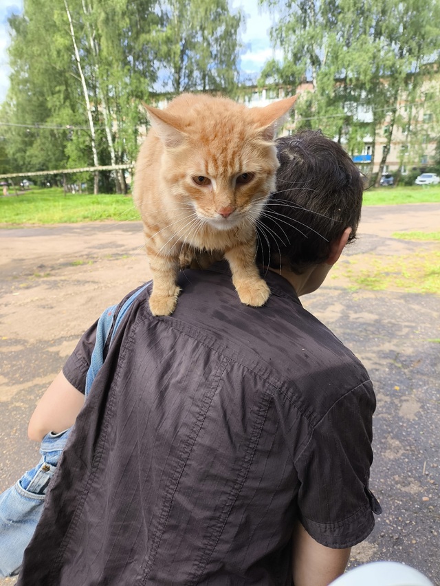 Чей кот потерялся!!! Находится возле почты пос Верхнедн...