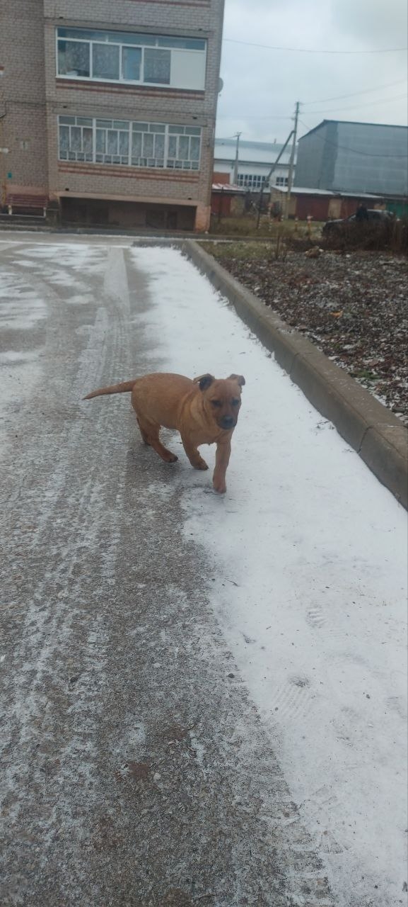 Чей щенок бегает в сетях? Со вчерашнего вечера один. Ла?...