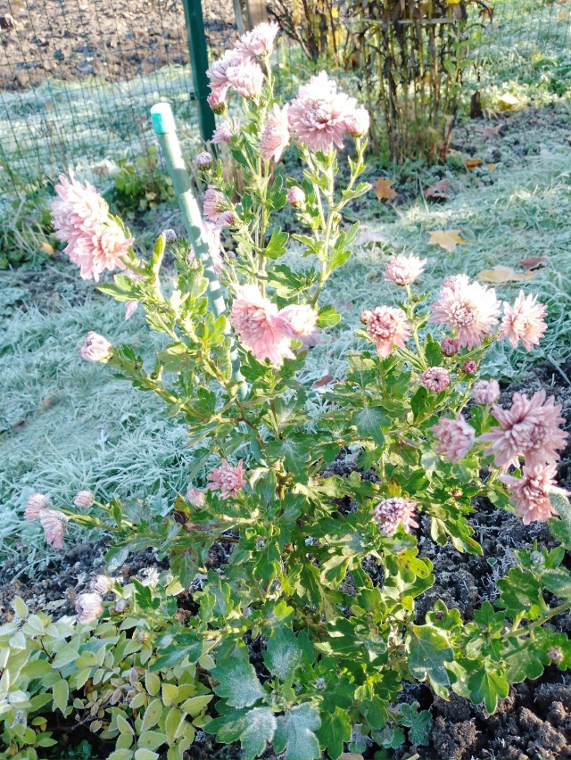 Нас утро встречает прохладой