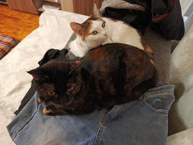 Лула и Чуча разлеглись