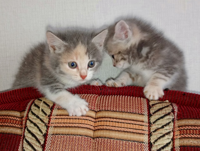 Отдам котят в добрые руки 🤗 т 89272865139