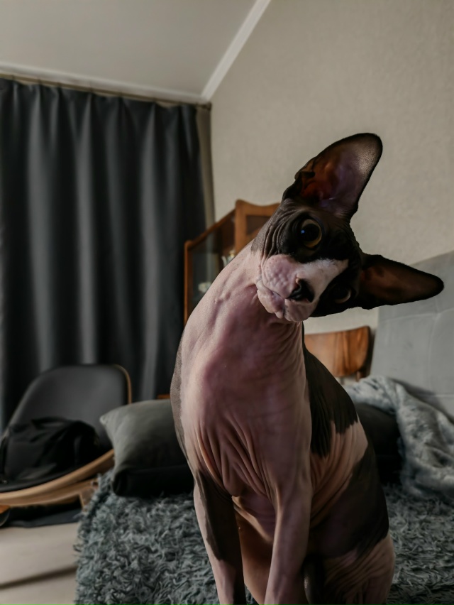 Гермес и его приключения в квартире.