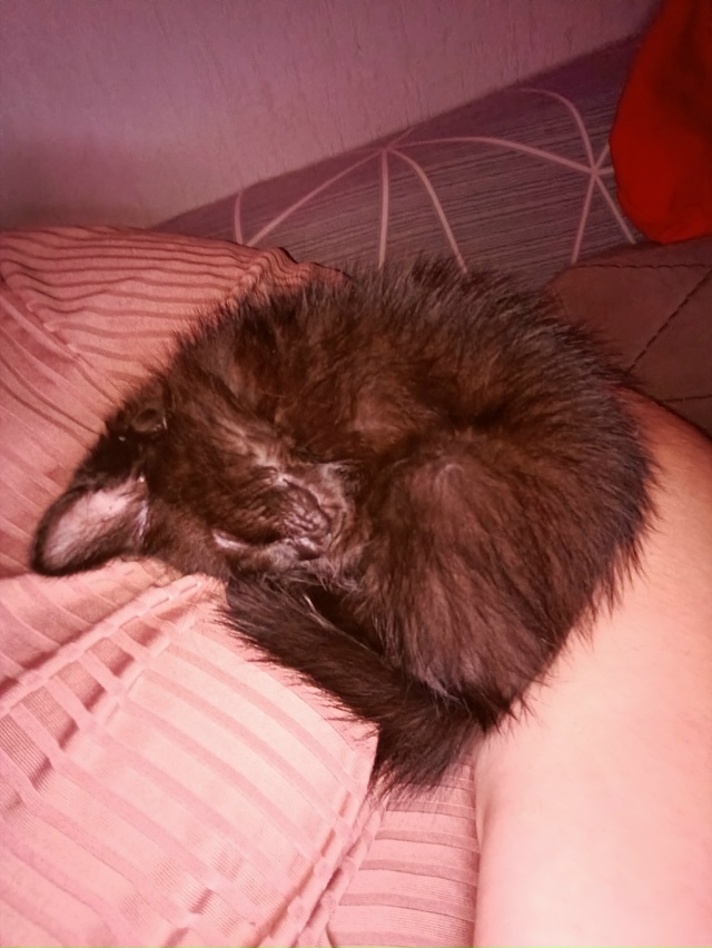 Отдам котёнка в добрые руки мальчик очень Любвеобильн...