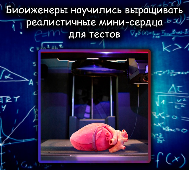 Учёные вырастили мини-сердца для тестирования лекарст...