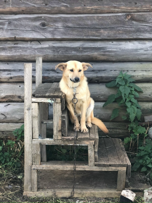 ‼️СРОЧНО ‼️СРОЧНО‼️
Ищут дом маленькие рыжики- ест?...