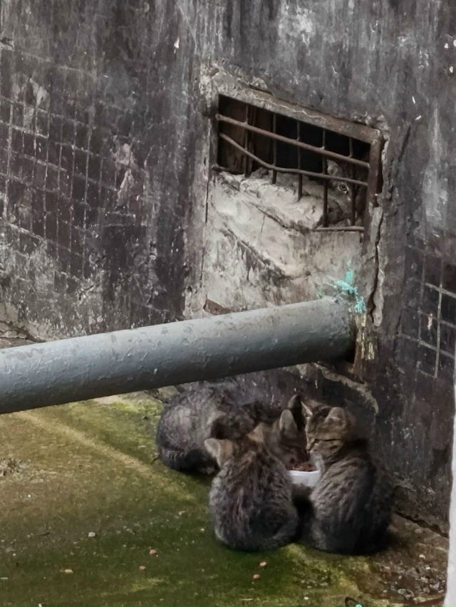 На Панфилова 10 в подвале у 3 подъезда 4 маленьких котёнк...