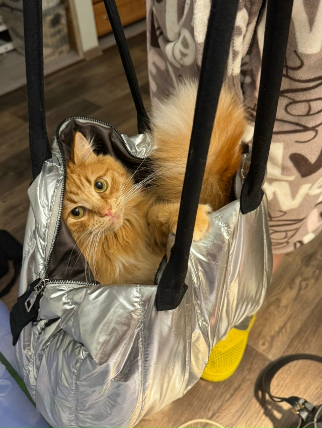 Филимон❤️в импровизированном гамаке 😁