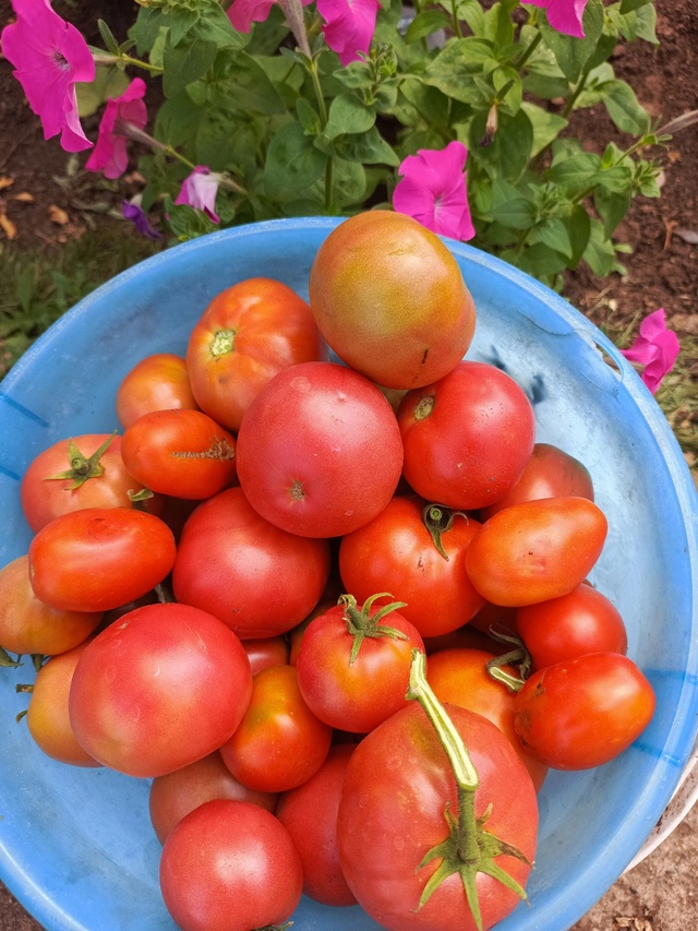 Продам помидоры 🍅 и яблоки 🍎
Вкусные!! !! 😋
Звоните 898...