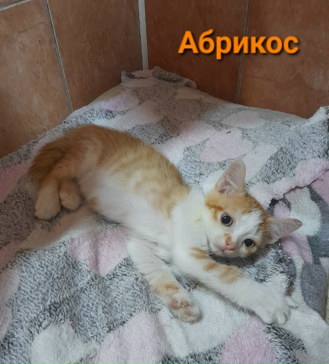 Мы КОТЯТА, шустрые ребята 😽,
Очень ИЩЕМ ДОМ 🏠,
Чтоб сч?...